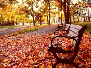 Fondo de pantalla de árboles en otoño