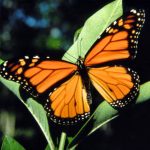 Fondos de pantalla de mariposas monarcas