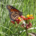 Fotos de mariposas monarcas en mexico