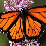 Fotos de mariposas monarcas muy lindas