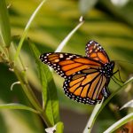 Fotos HD de mariposas monarcas