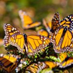 Imagen de Mariposa monarca