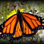Imágenes de animales mariposas monarcas