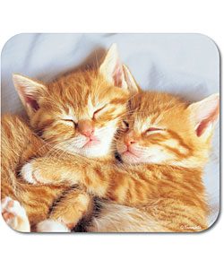 Imágenes de dos gatitos tiernos abrazados