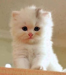 Imágenes de gatitos tiernos blancos