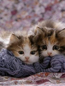 Imágenes de gatitos tiernos