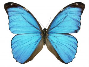 Imágenes de mariposas azules