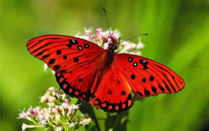 Imágenes de mariposas bonitas