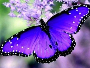 Imágenes de mariposas de colores