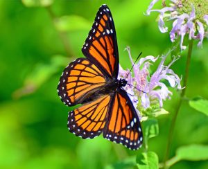 Imágenes de mariposas monarca