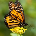 Imágenes de mariposas monarca mx