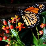 Imágenes de mariposas monarcas