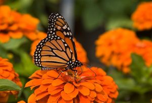 Imágenes de mariposas monarcas