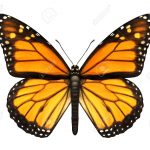 Imágenes de mariposas monarcas hermosas