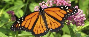 Mariposa monarca imagenes